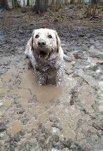 cachorro na lama