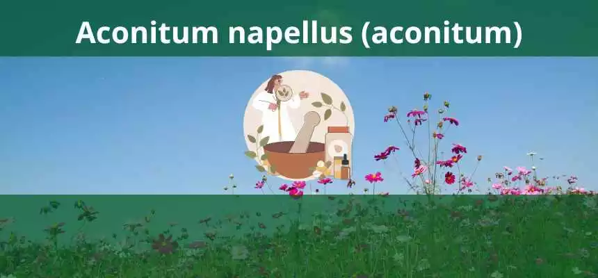Aconitum napellus (aconitum) - Homeopatia ansiedade e febre