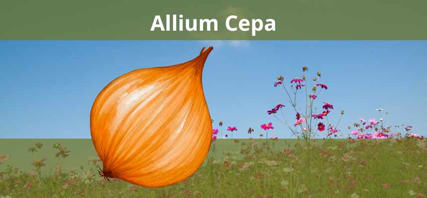 Allium Cepa: Remédio Homeopático para alergias e resfriados