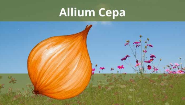 Allium Cepa: Remédio Homeopático para alergias e resfriados