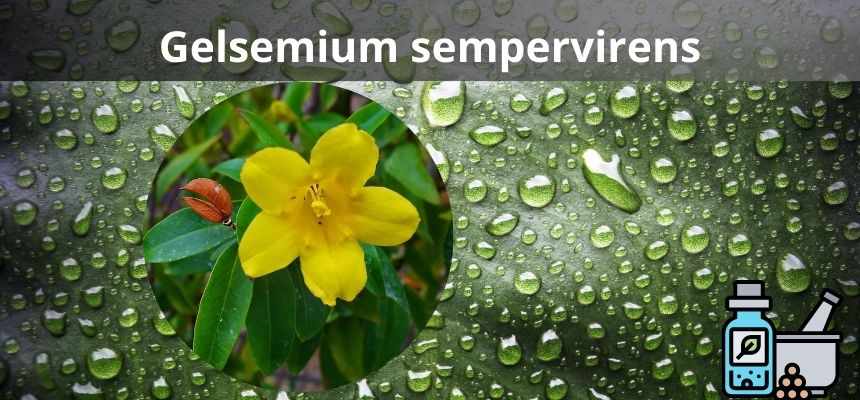 Gelsemium sempervirens:  Poderoso Remédio Homeopático
