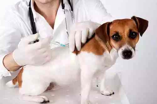 Vacinação em cães