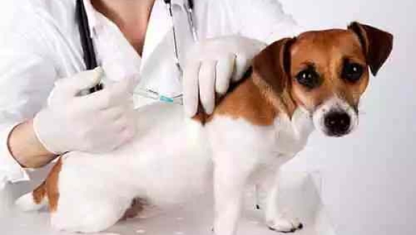 Vacinação em Cães: Mitos e Fatos para Donos Responsáveis