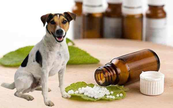 homeopatia veterinaria