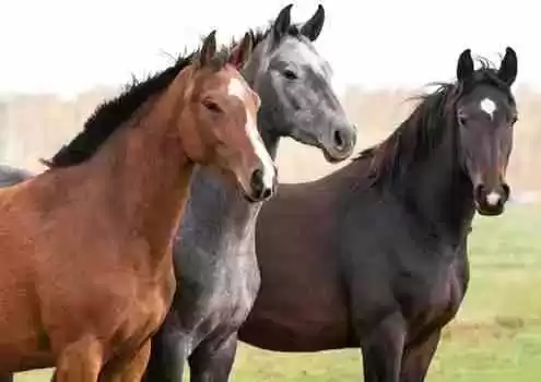 tratamento homeopatico cavalos