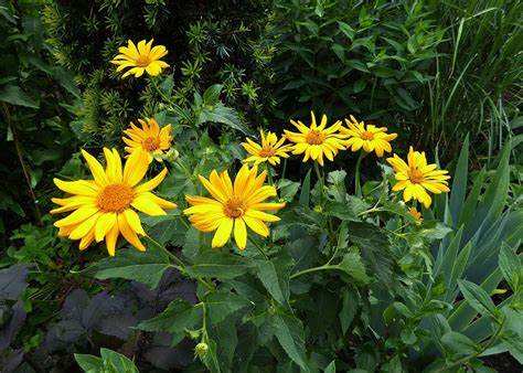 Arnica Montana Homeopatia