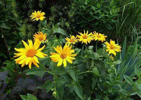 arnica montana