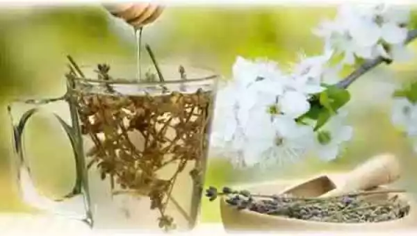 Terapeuta em Fitoterapia e Plantas Medicinais