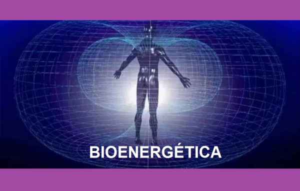 Bioenergética