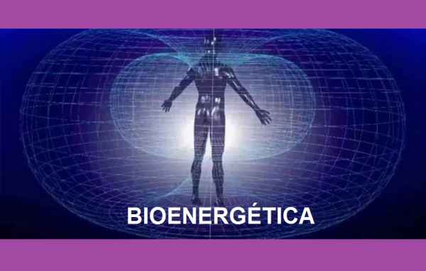 Bioenergética