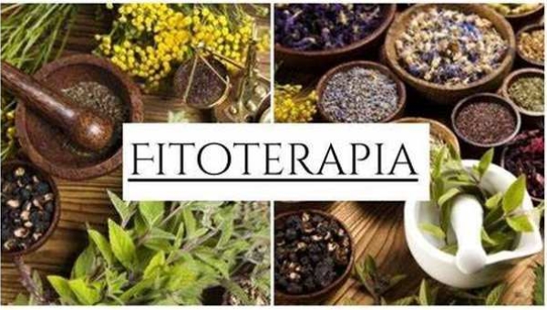 Plantas medicinais – Fitoterapia