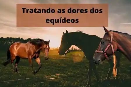 Tratando as dores dos equídeos