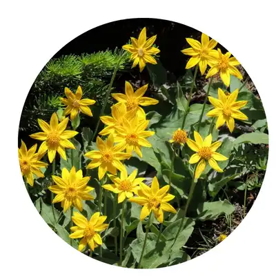 arnica