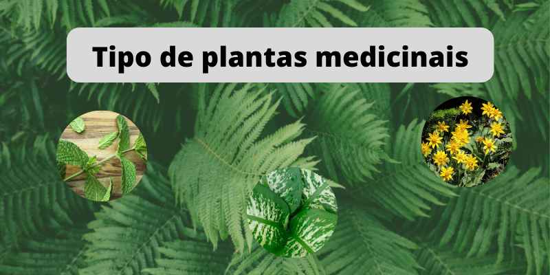 Tipos de Plantas Medicinais [Fitoterapia] Grupos e Perigos