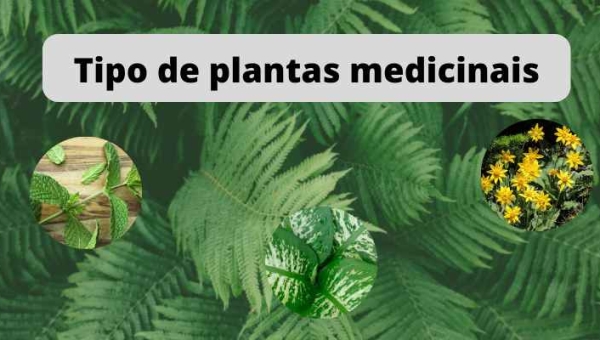 Tipos de Plantas Medicinais [Fitoterapia] Grupos e Perigos