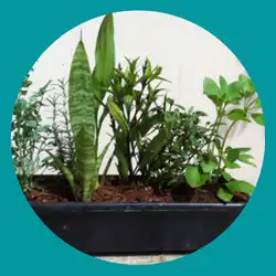 planta fitoenergetica em vaso