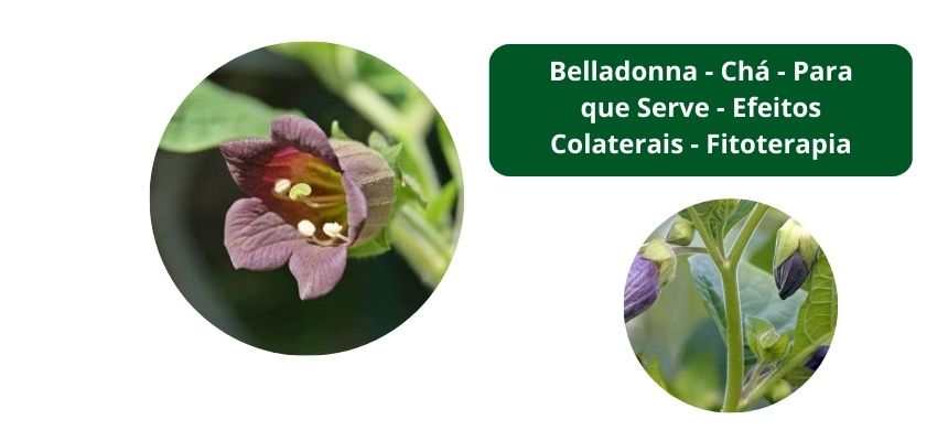 Belladonna - Chá - Para que Serve - Efeitos Colaterais - Fitoterapia