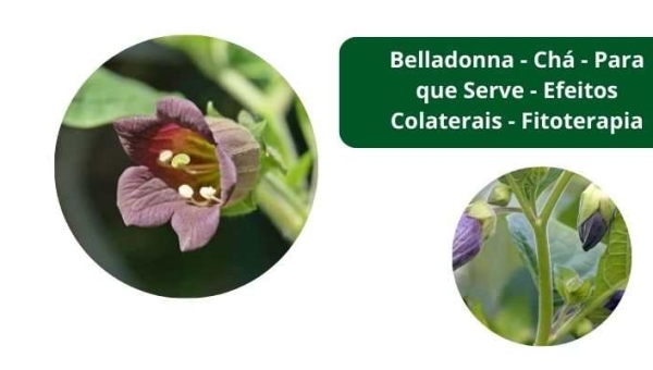 Belladonna - Chá - Para que Serve - Efeitos Colaterais - Fitoterapia