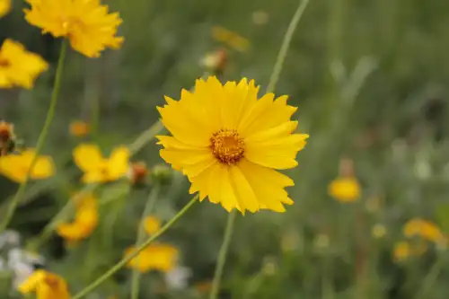 flores enxofre