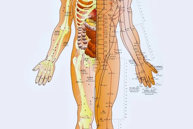 pontos de acupuntura