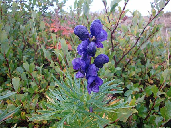 aconitum napellus planta