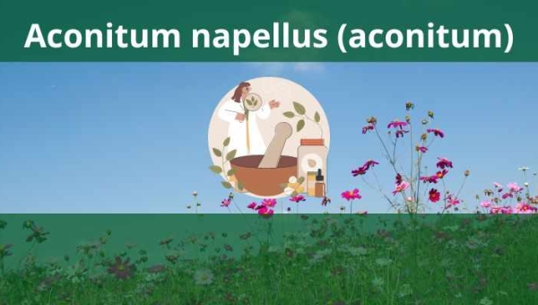 Aconitum napellus (aconitum) - Homeopatia ansiedade e febre