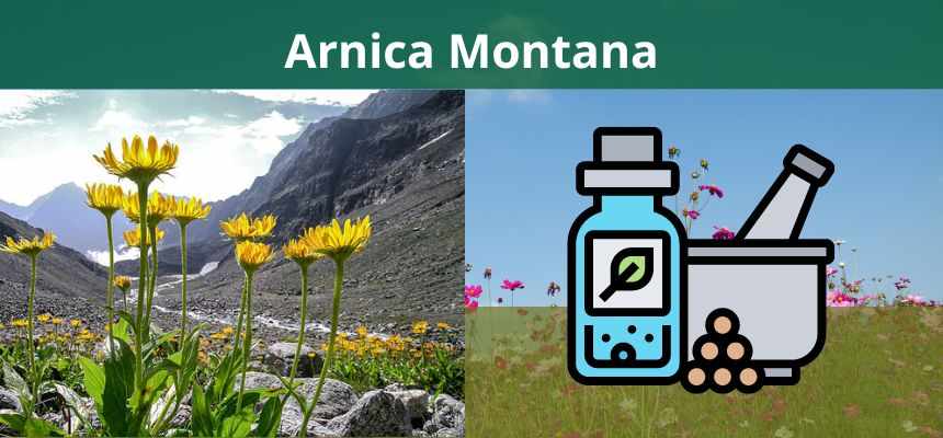 Arnica Montana: Cura Natural para Contusões e Dores