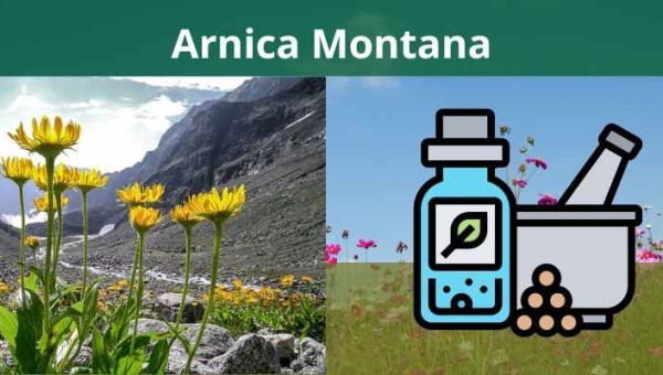 Arnica Montana: Cura Natural para Contusões e Dores