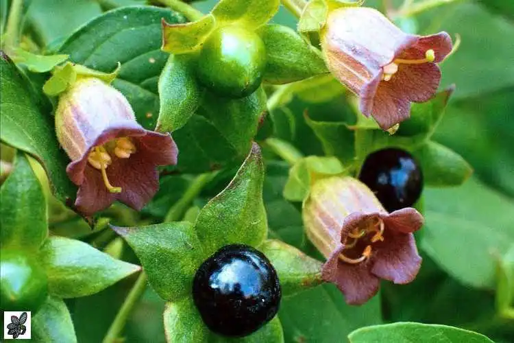 belladona homeopatia
