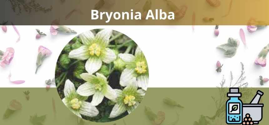 Bryonia na homeopatia -insônia - Tosse Seca - Antiestresse