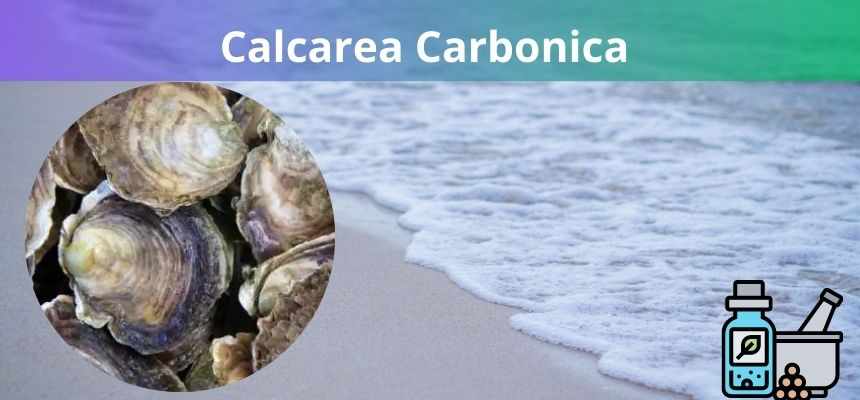 Calcarea Carbonica: Homeopatia para saúde óssea e dental