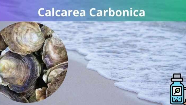 Calcarea Carbonica: O que é e para que serve?