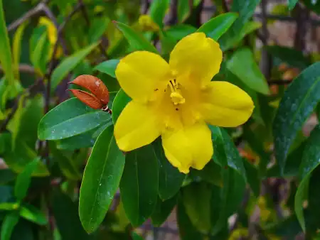 gelsemium sempervirens flor