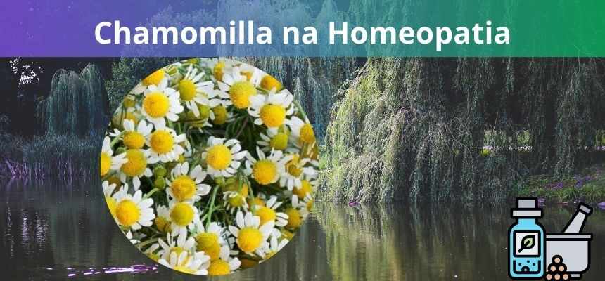 Chamomilla na Homeopatia: Benefícios e aplicações