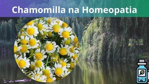 Chamomilla na Homeopatia: Benefícios e aplicações