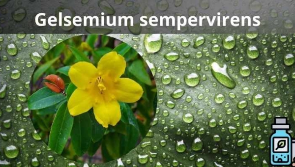 Gelsemium sempervirens:  Poderoso Remédio Homeopático