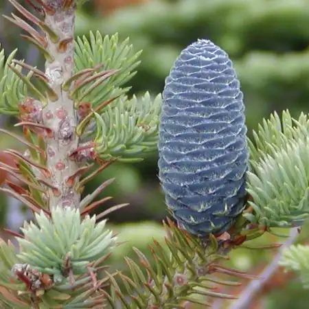 abies balsamea