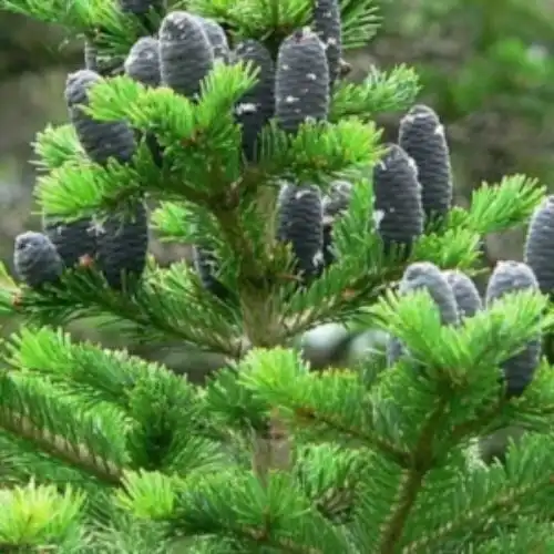 abies sibirica