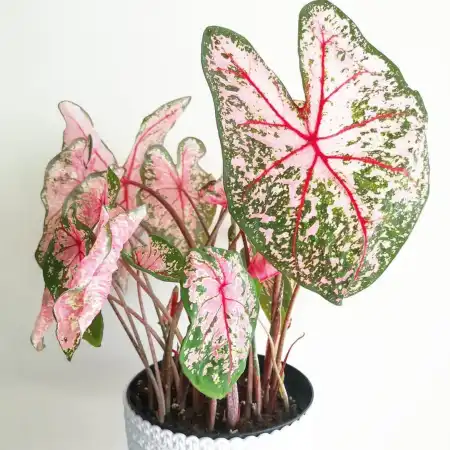 Caladium rosa