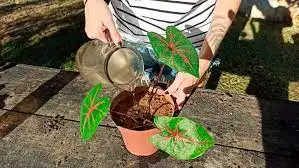 caladium regar