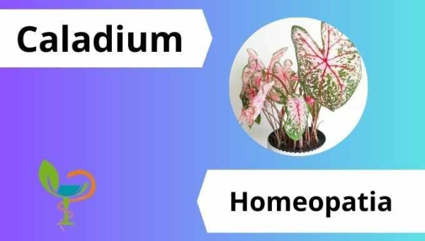 Caladium Como Cultivar - Parar de Fumar com Homeopatia