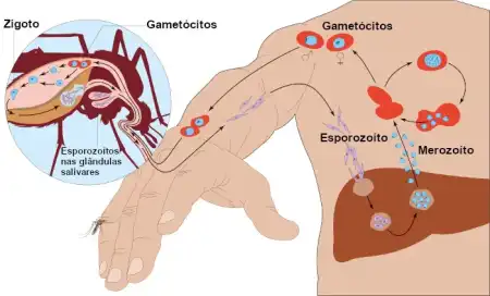 ciclo da mlaria