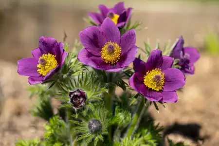 pulsatilla