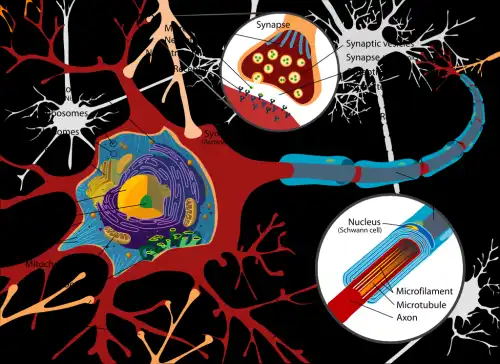 Neurotoxinas