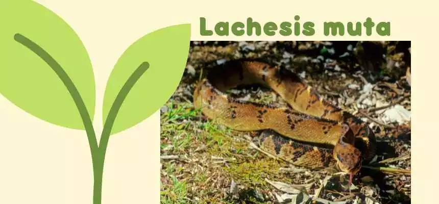 Descubra o que é Lachesis muta e para que serve!