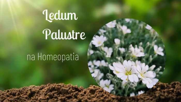Ledum Palustre na Homeopatia: Benefícios, Indicações e Efeitos Colaterais
