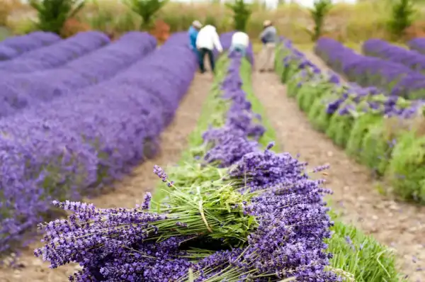 colheita oleos de lavanda