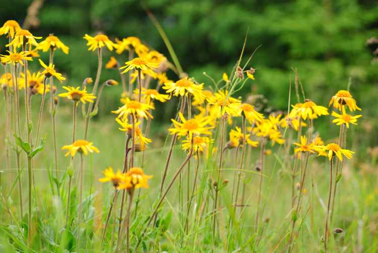 arnica montanha homeopatia