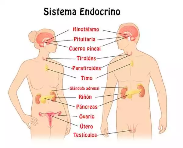 Sistema Endócrino está no curso de homeopatia integrativa