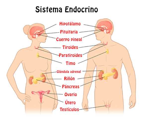 Sistema Endócrino